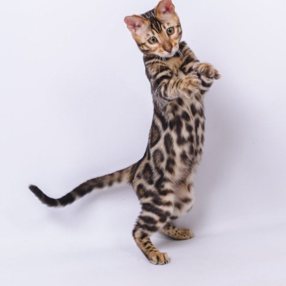 Bengal NOV Vincenzo