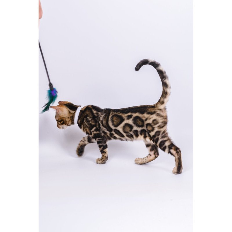 Bengal NOV Vincenzo