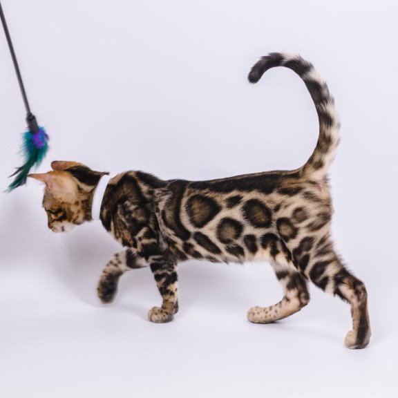 Bengal NOV Vincenzo
