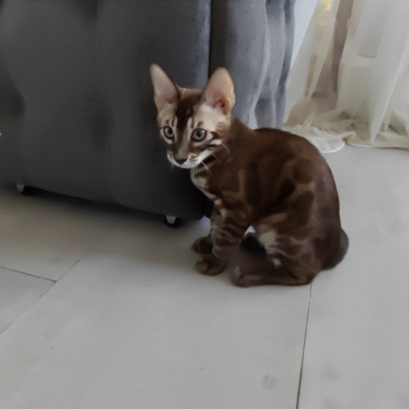 Bengal NOV Jake