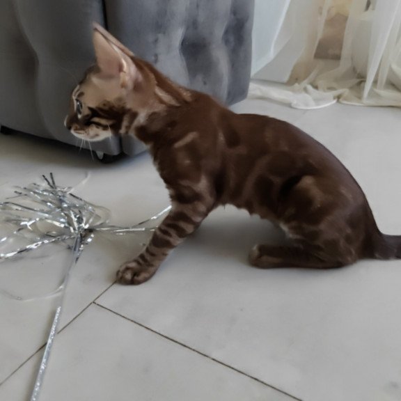 Bengal NOV Jake