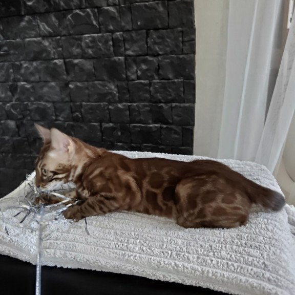 Bengal NOV Jake