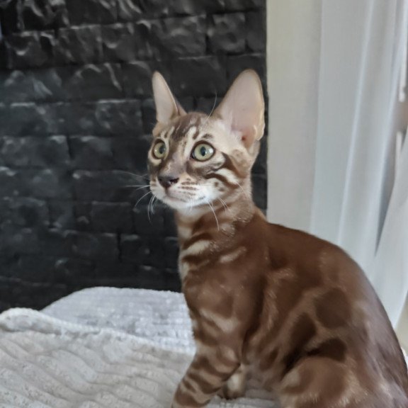 Bengal NOV Jake