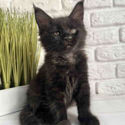 Maine Coon Kenzo