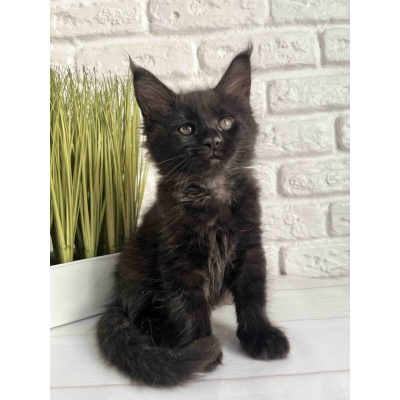 Maine Coon Kenzo