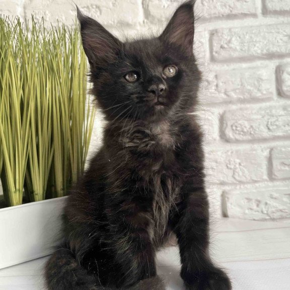Maine Coon Kenzo