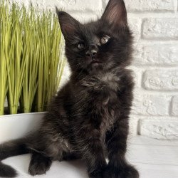 Maine Coon Kenzo