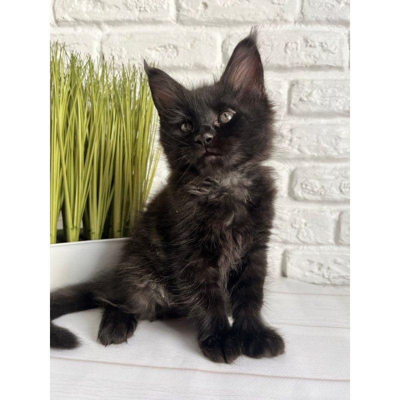 Maine Coon Kenzo