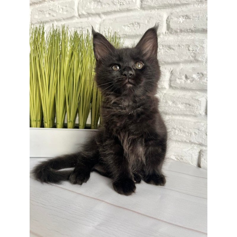 Maine Coon Kenzo