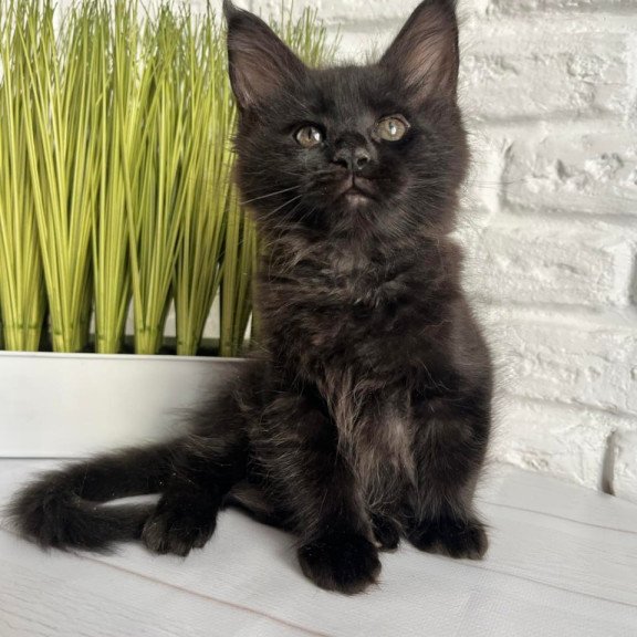 Maine Coon Kenzo