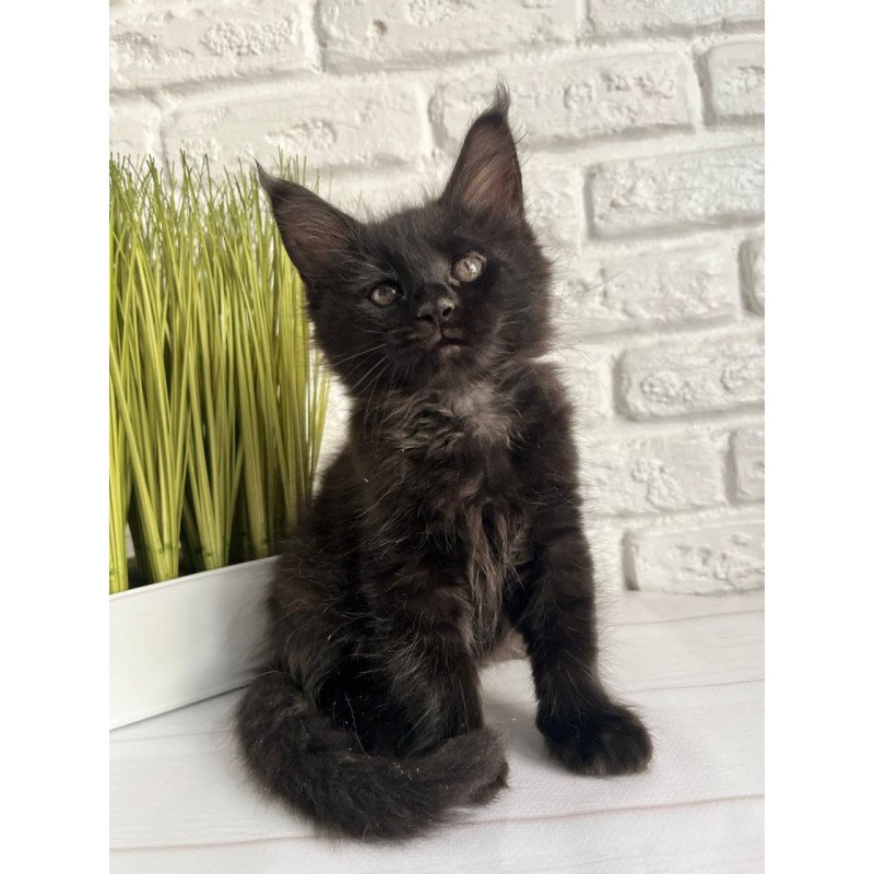 Maine Coon Kenzo