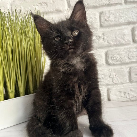Maine Coon Kenzo