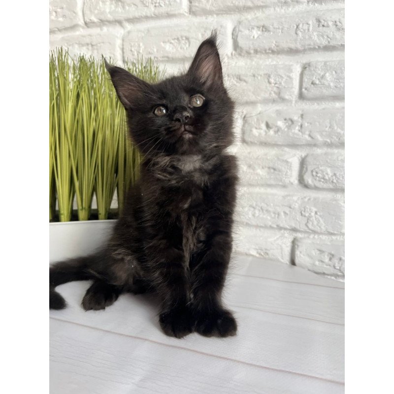 Maine Coon Kenzo