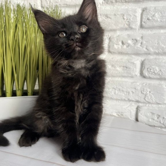 Maine Coon Kenzo