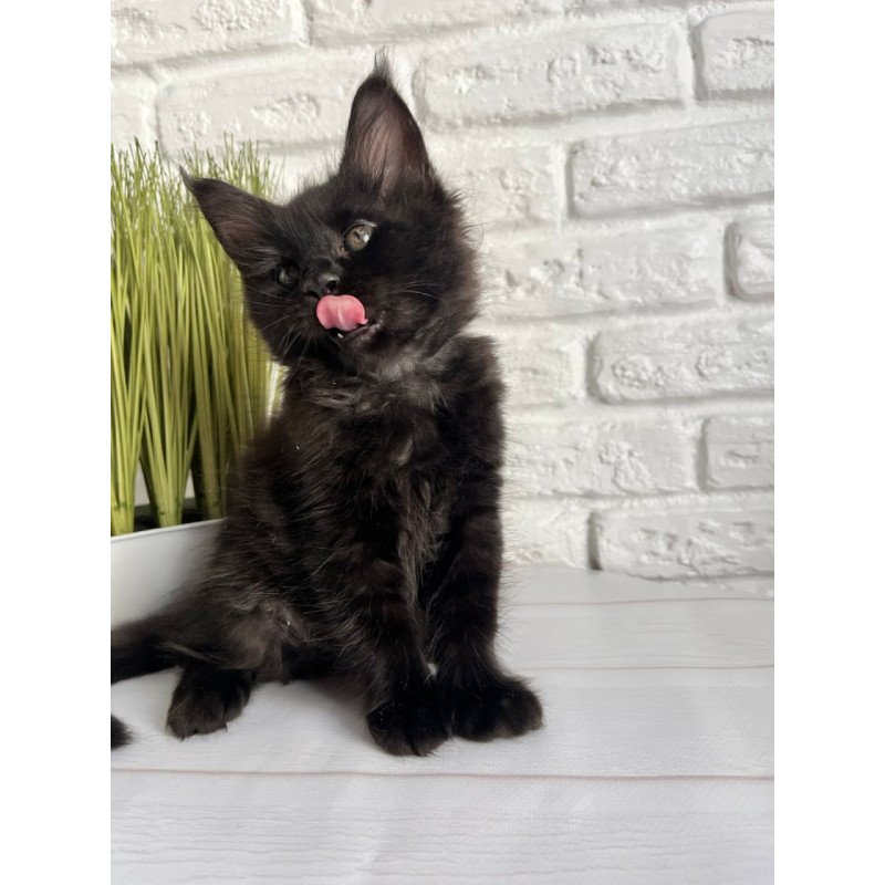 Maine Coon Kenzo