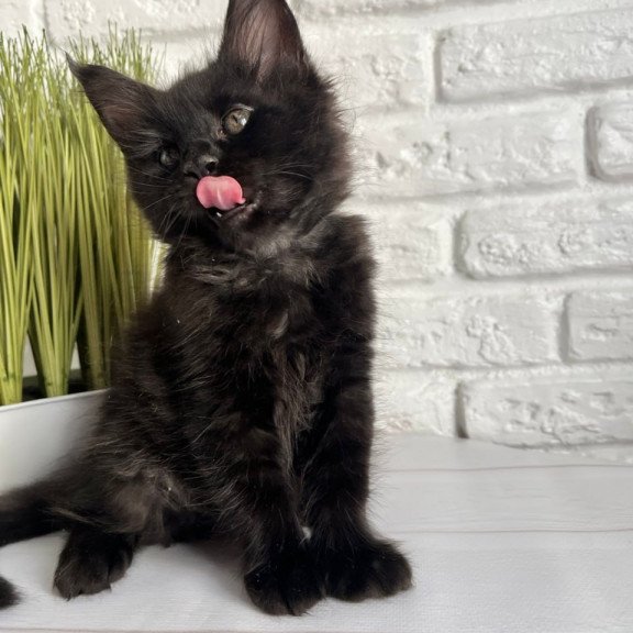 Maine Coon Kenzo