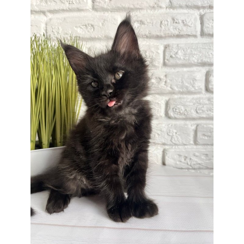 Maine Coon Kenzo