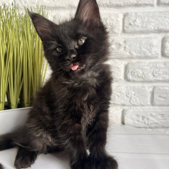 Maine Coon Kenzo