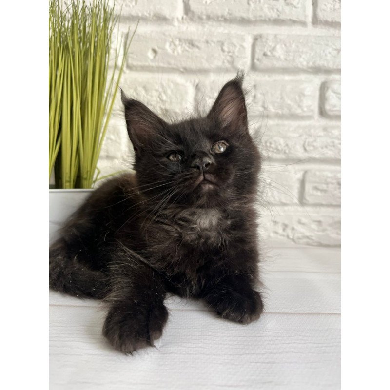 Maine Coon Kenzo