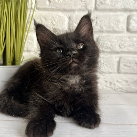 Maine Coon Kenzo