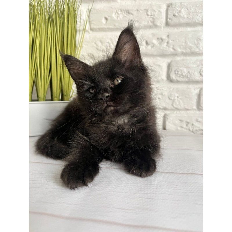 Maine Coon Kenzo