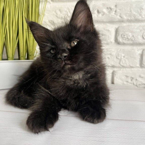 Maine Coon Kenzo