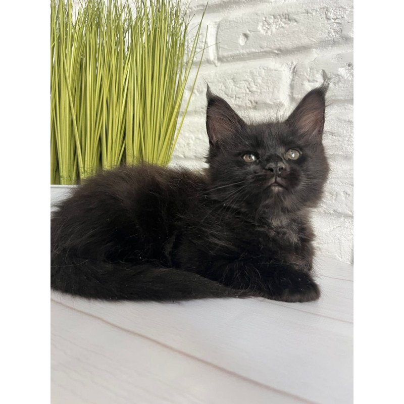 Maine Coon Kenzo
