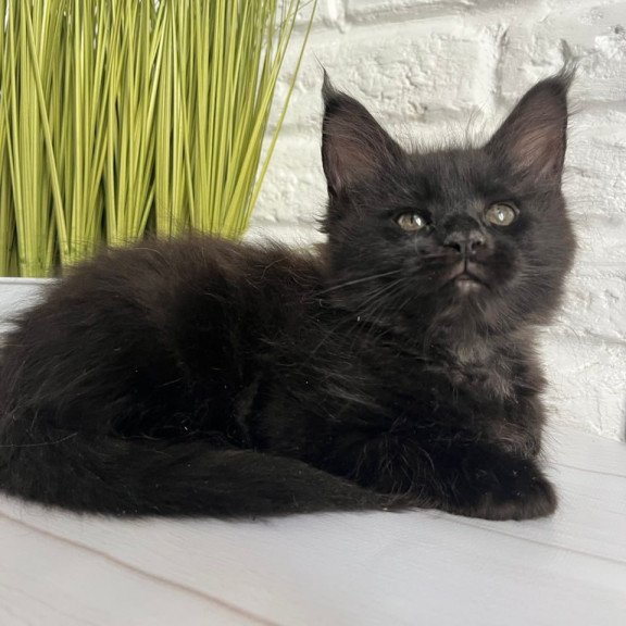 Maine Coon Kenzo