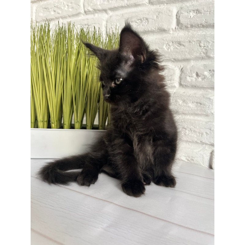 Maine Coon Kenzo