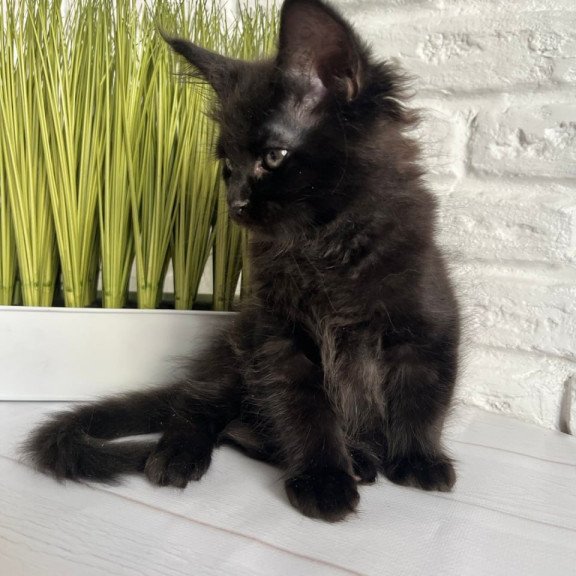 Maine Coon Kenzo