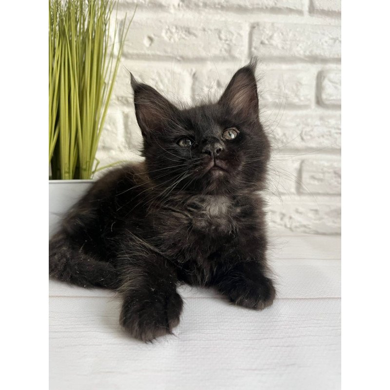 Maine Coon Kenzo