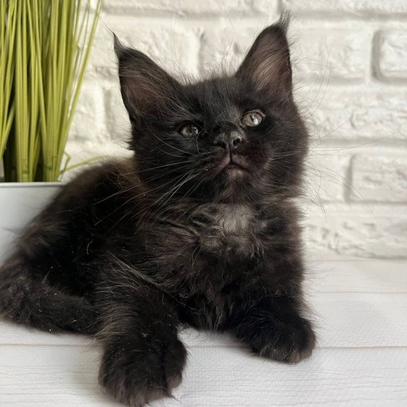 Maine Coon Kenzo