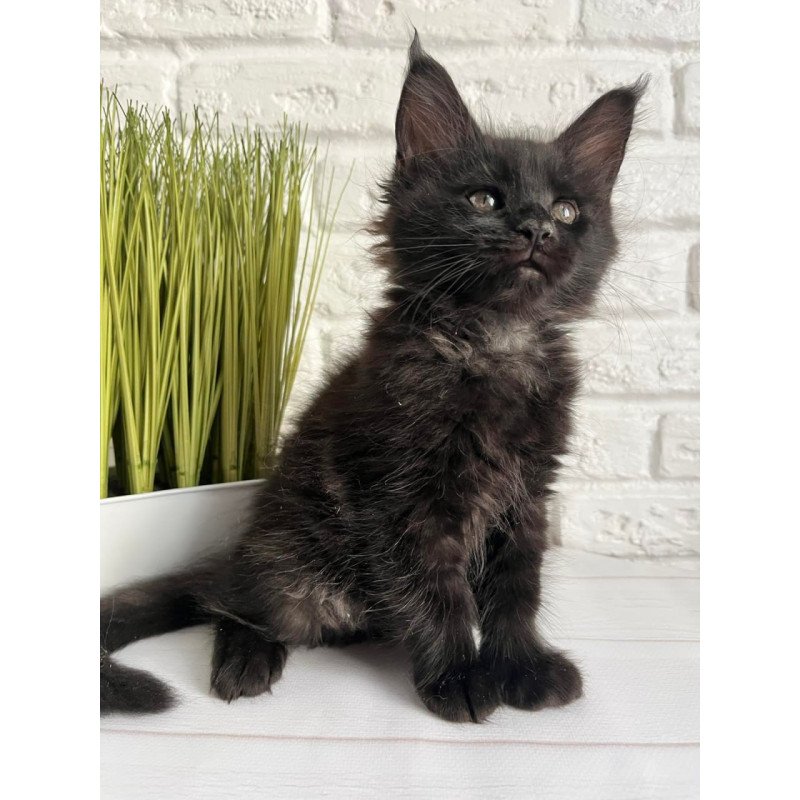 Maine Coon Kenzo