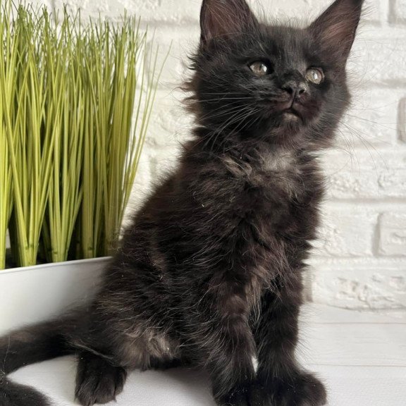Maine Coon Kenzo