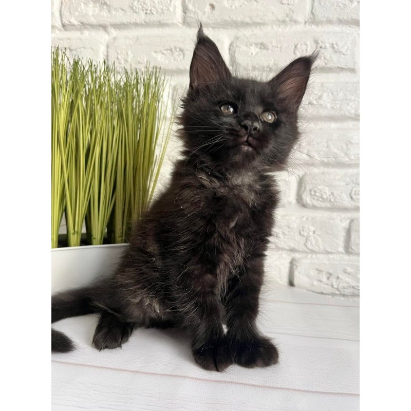 Maine Coon Kenzo