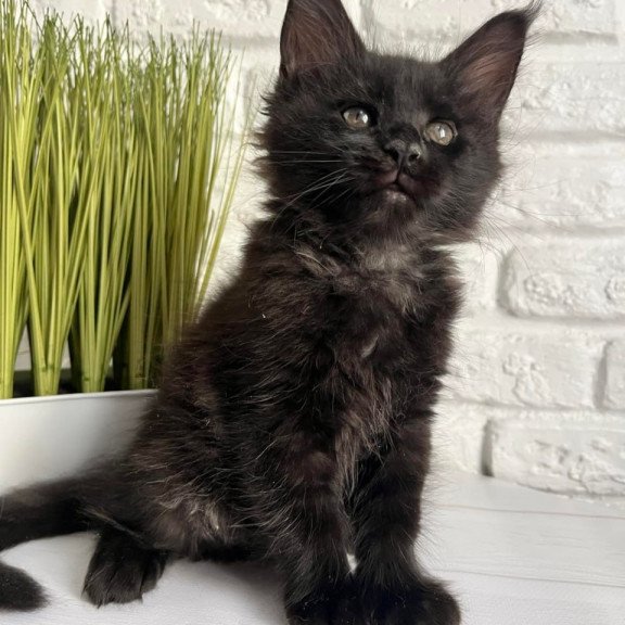 Maine Coon Kenzo