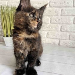 Maine Coon Karen