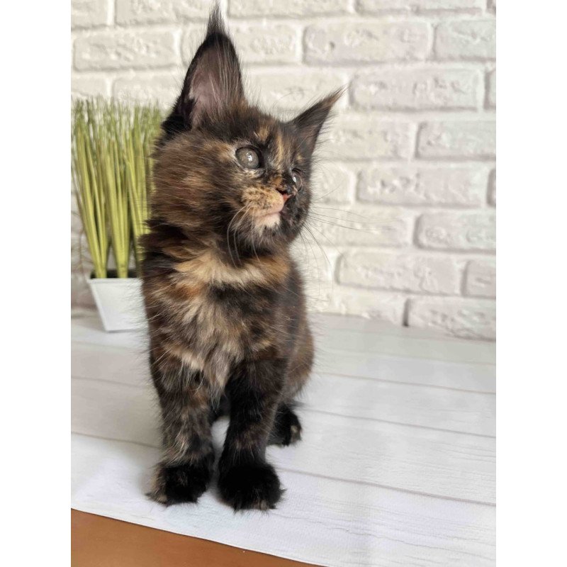 Maine Coon Karen