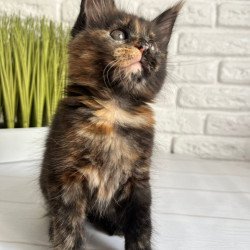 Maine Coon Karen