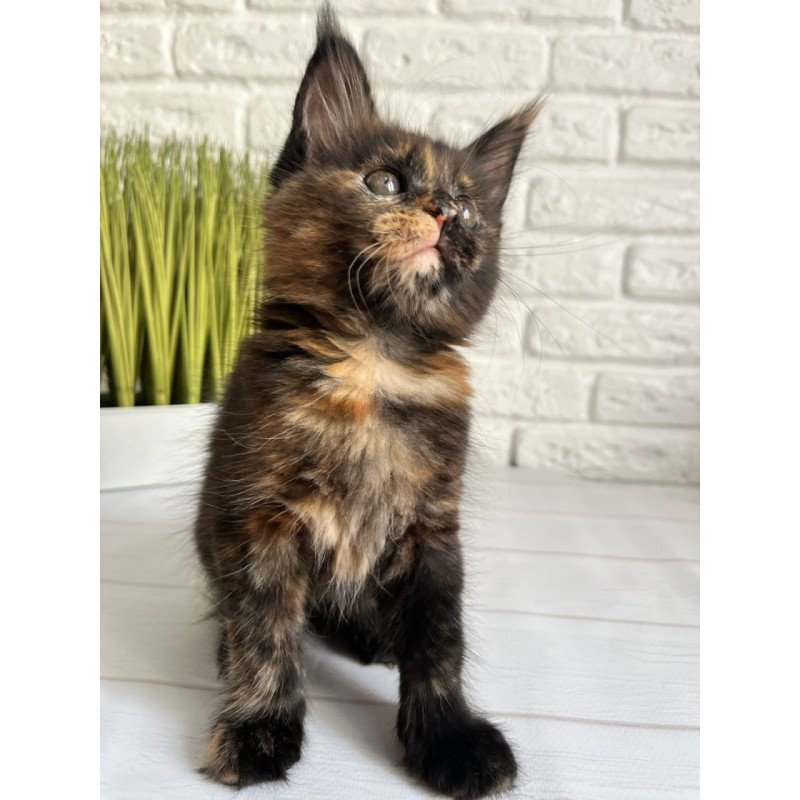 Maine Coon Karen