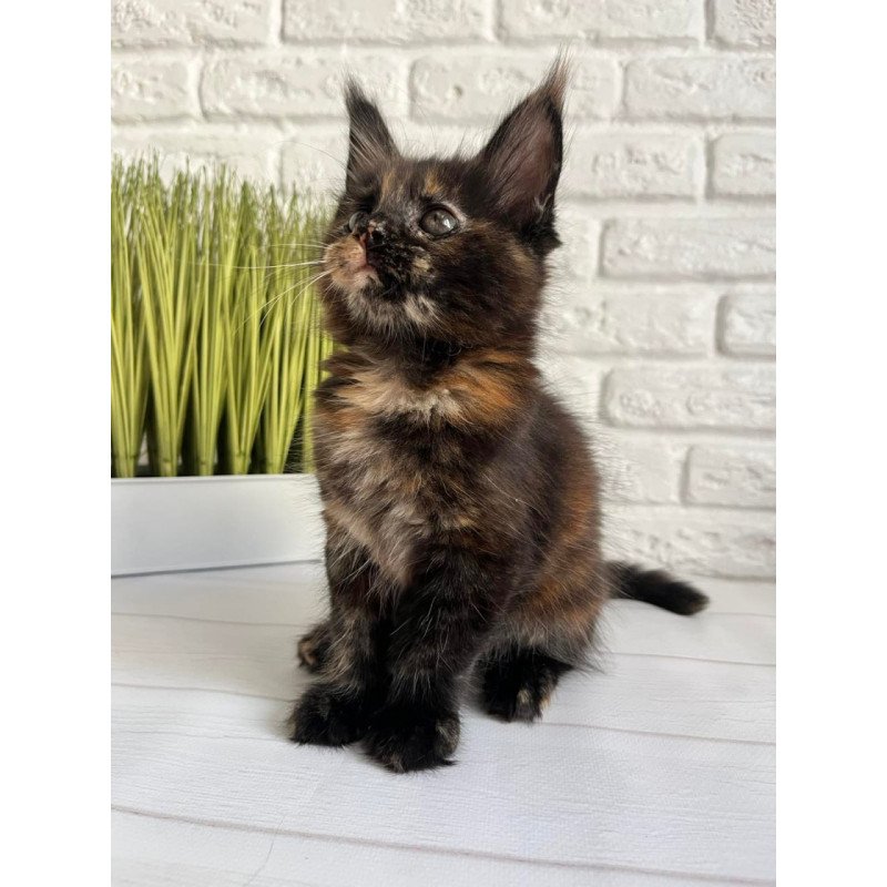 Maine Coon Karen