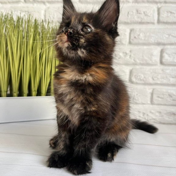 Maine Coon Karen
