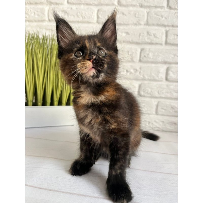 Maine Coon Karen