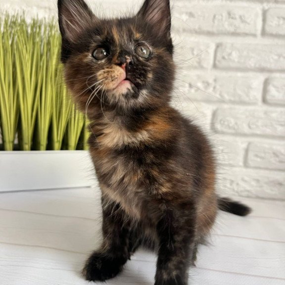 Maine Coon Karen