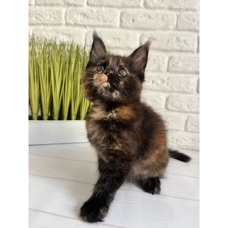 Maine Coon Karen