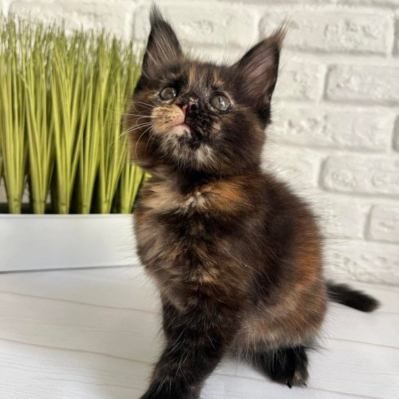 Maine Coon Karen