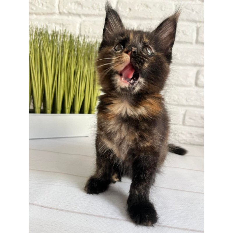 Maine Coon Karen