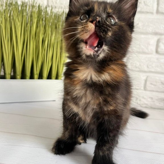 Maine Coon Karen