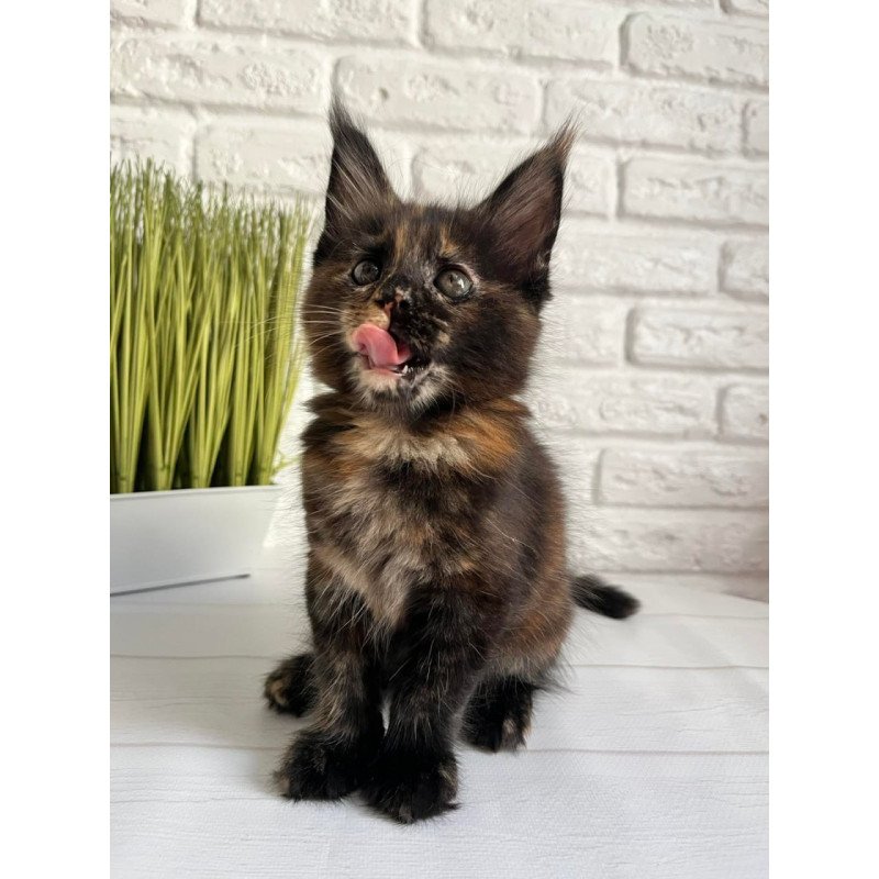Maine Coon Karen