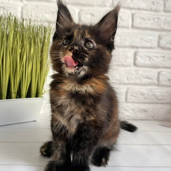 Maine Coon Karen